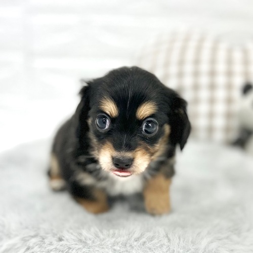 愛知県のチワックス(チワワ×ダックス) (犬の家＆猫の里豊川インター店/2026年1月11日生まれ/男の子/ブラックタンホワイト)の子犬の3枚目の画像
