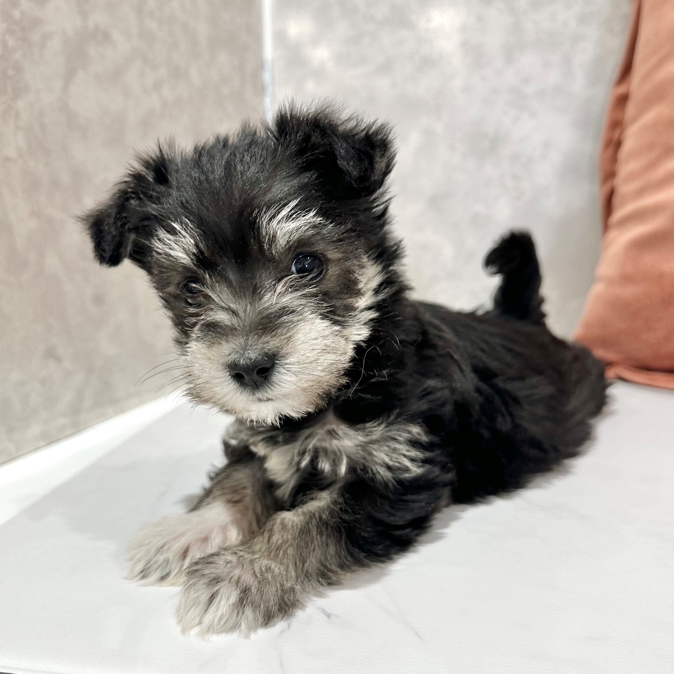 福岡県のシュナマル/マルシュナ(シュナウザー×マルチーズ) (犬の家＆猫の里くりえいと宗像店/2026年1月11日生まれ/女の子/ブラックシルバー)の子犬の3枚目の画像