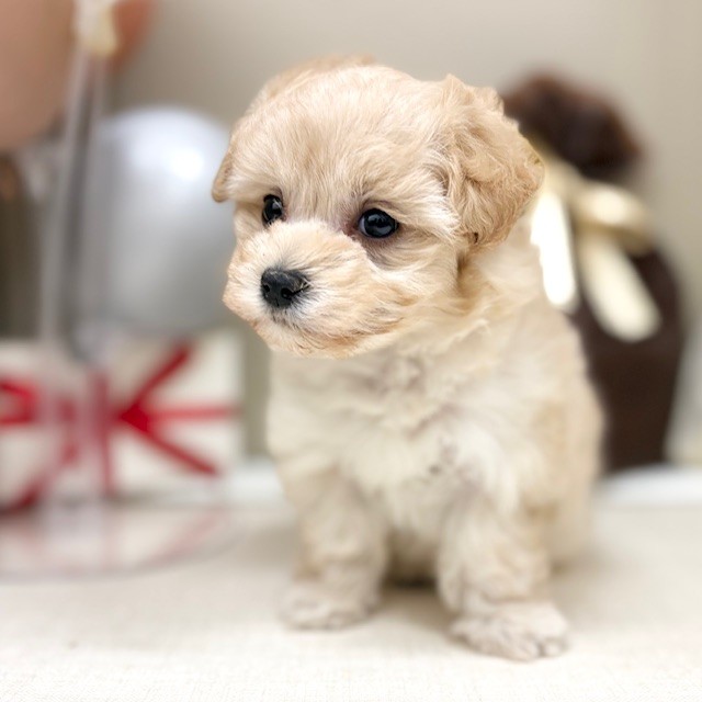 千葉県のマルプー(マルチーズ×プードル) (犬の家＆猫の里ワンズモール稲毛店/2026年1月10日生まれ/女の子/アプリコット)の子犬の3枚目の画像
