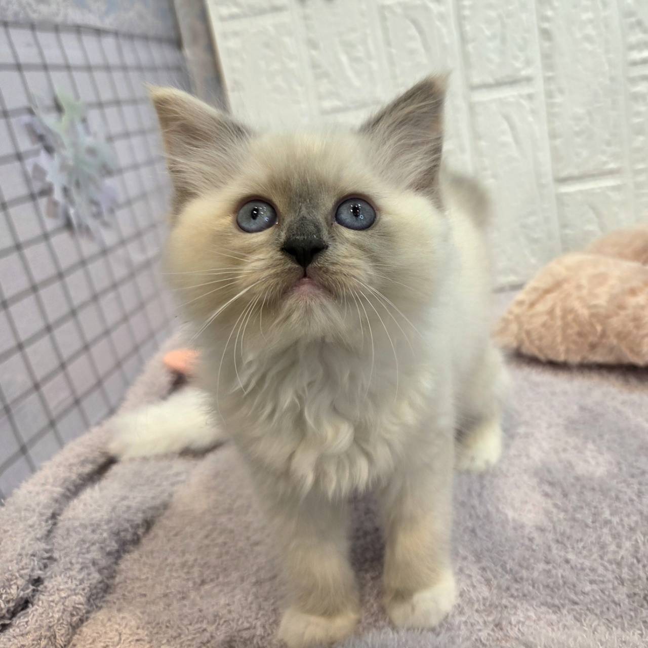 長野県のラグドール (犬の家＆猫の里カインズ梓川店/2026年1月13日生まれ/女の子/トーティポイントミテッド)の子猫の3枚目の画像