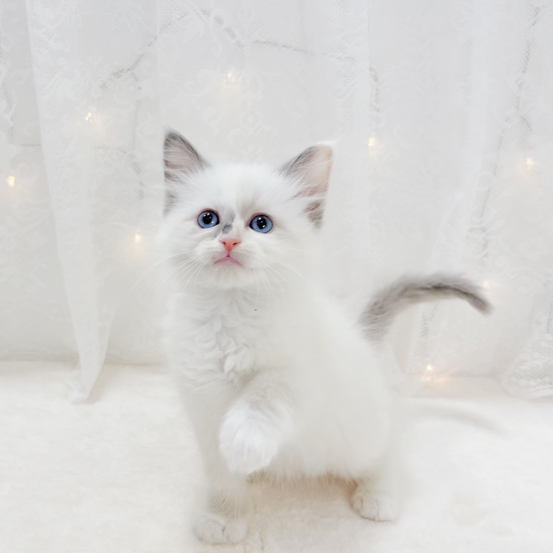 千葉県のラグドール (犬の家＆猫の里BIGHOPガーデンモール印西店/2026年1月13日生まれ/女の子/トーティポイントミテッド)の子猫の3枚目の画像