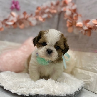 静岡県のシーズー (犬の家＆猫の里プレ葉ウォーク浜北店/2026年1月13日生まれ/女の子/ホワイトゴールド)の子犬の3枚目の画像