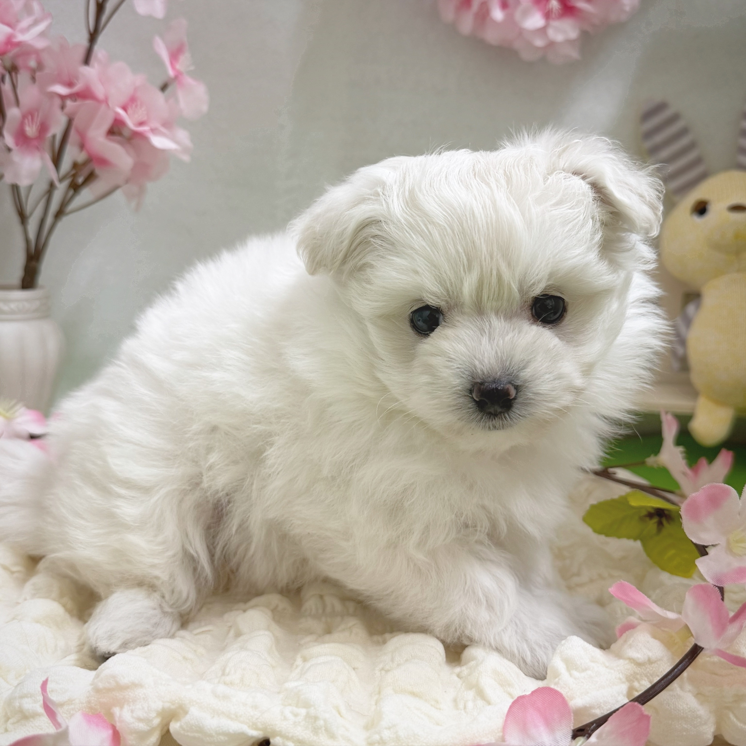 静岡県のポメビション(ポメラニアン×ビションフリーゼ) (犬の家＆猫の里藤枝店/2026年1月10日生まれ/女の子/クリーム)の子犬の3枚目の画像