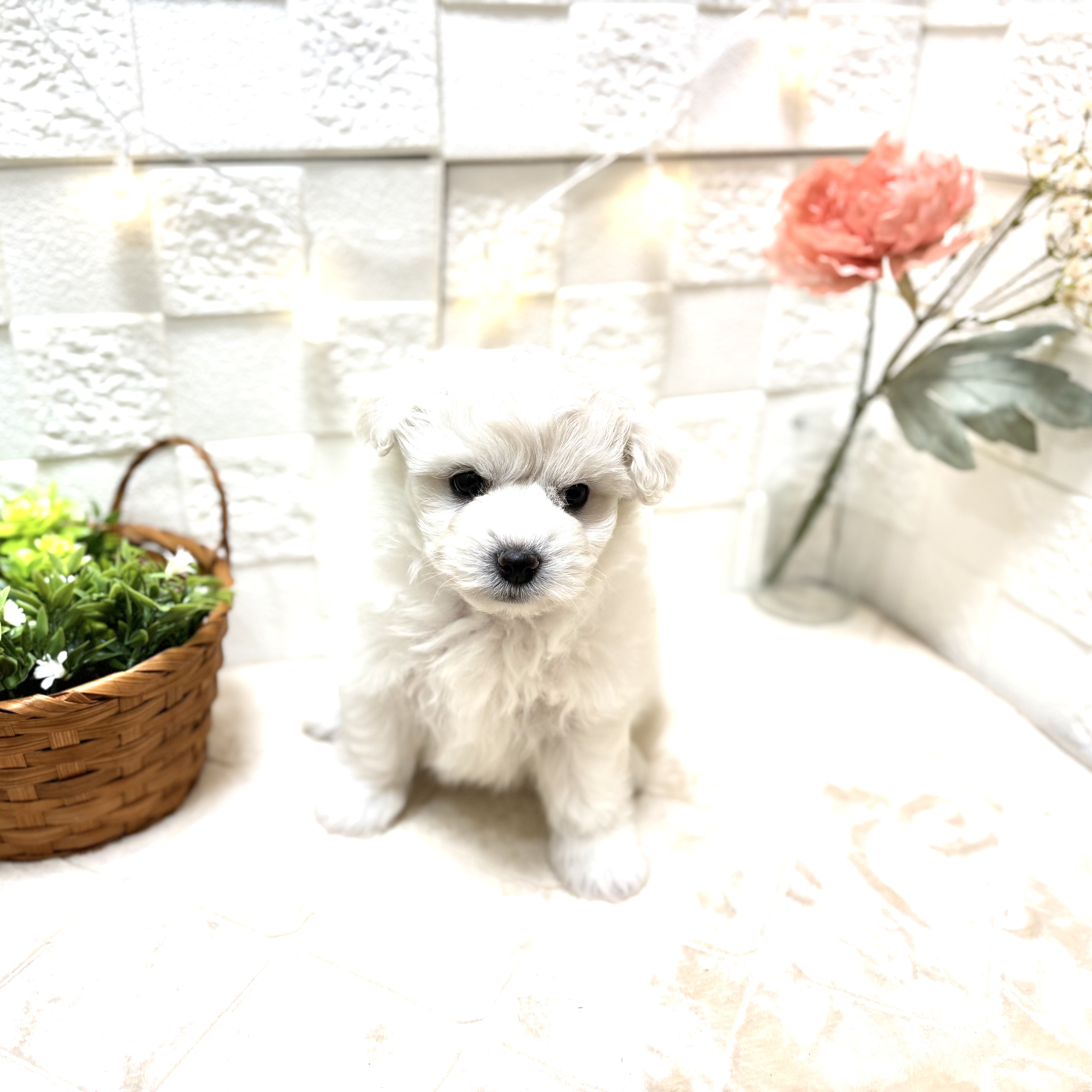 東京都のポメビション(ポメラニアン×ビションフリーゼ) (犬の家＆猫の里ペットフォレスト小平店/2026年1月10日生まれ/女の子/クリーム)の子犬の3枚目の画像