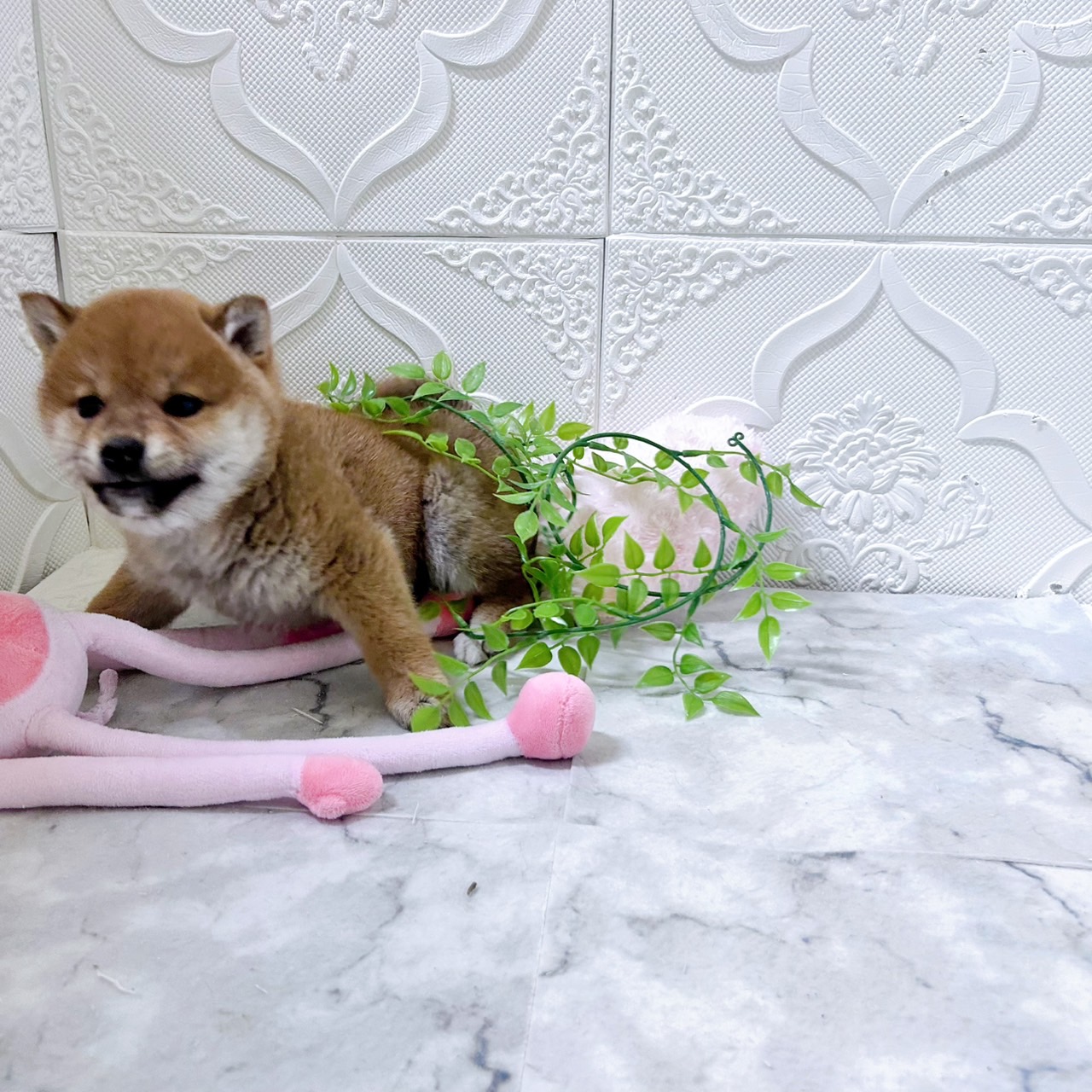 愛知県の柴犬(標準サイズ) (犬の家＆猫の里岡崎店/2026年1月8日生まれ/女の子/赤)の子犬の3枚目の画像