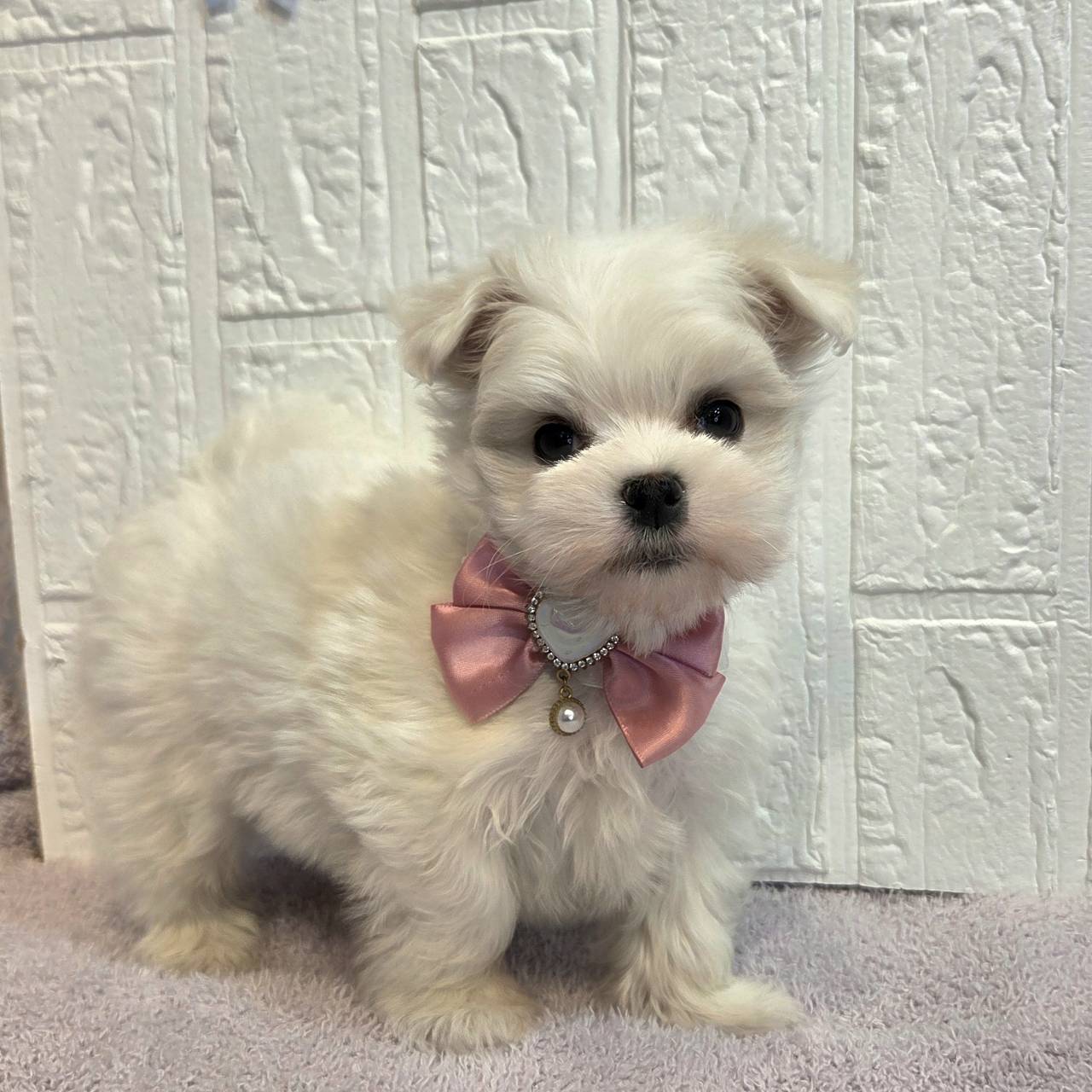 長野県のマルチーズ (犬の家＆猫の里カインズ梓川店/2026年1月12日生まれ/女の子/ホワイト)の子犬の3枚目の画像
