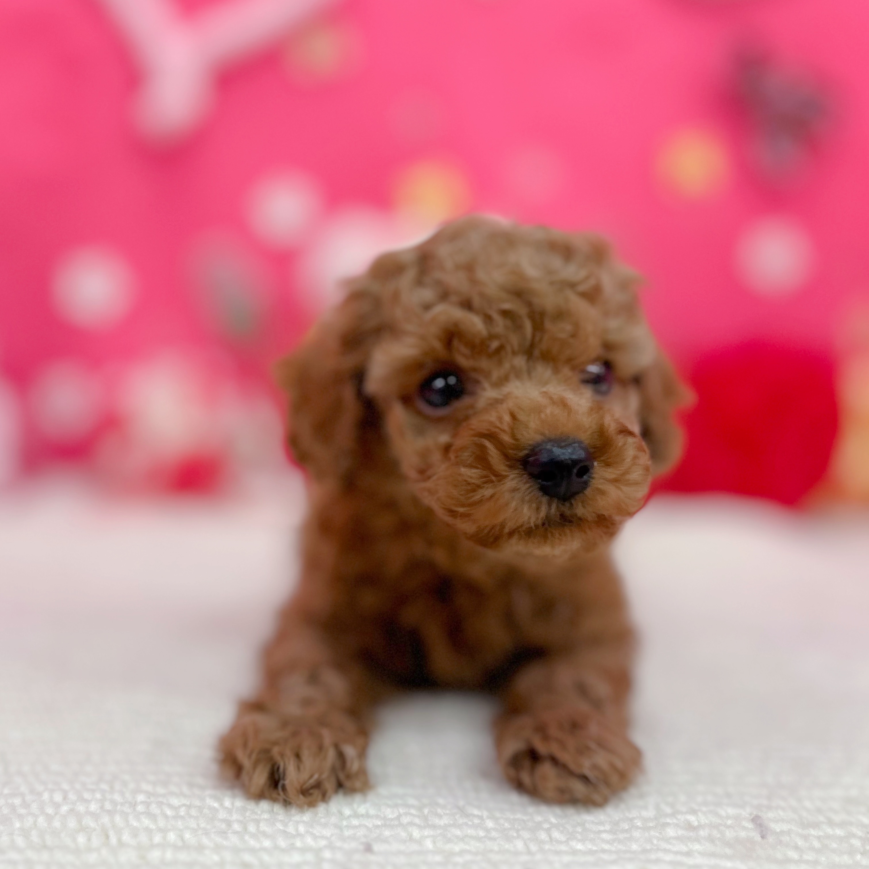 岐阜県のトイプードル(トイ) (犬の家＆猫の里岐南店/2026年1月13日生まれ/男の子/レッドフォーン)の子犬の3枚目の画像