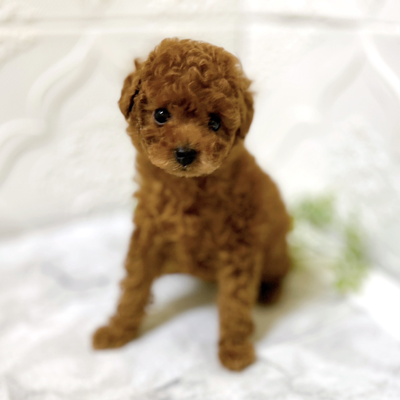 愛知県のトイプードル(トイ) (犬の家＆猫の里岡崎店/2026年1月13日生まれ/男の子/レッドフォーン)の子犬の3枚目の画像