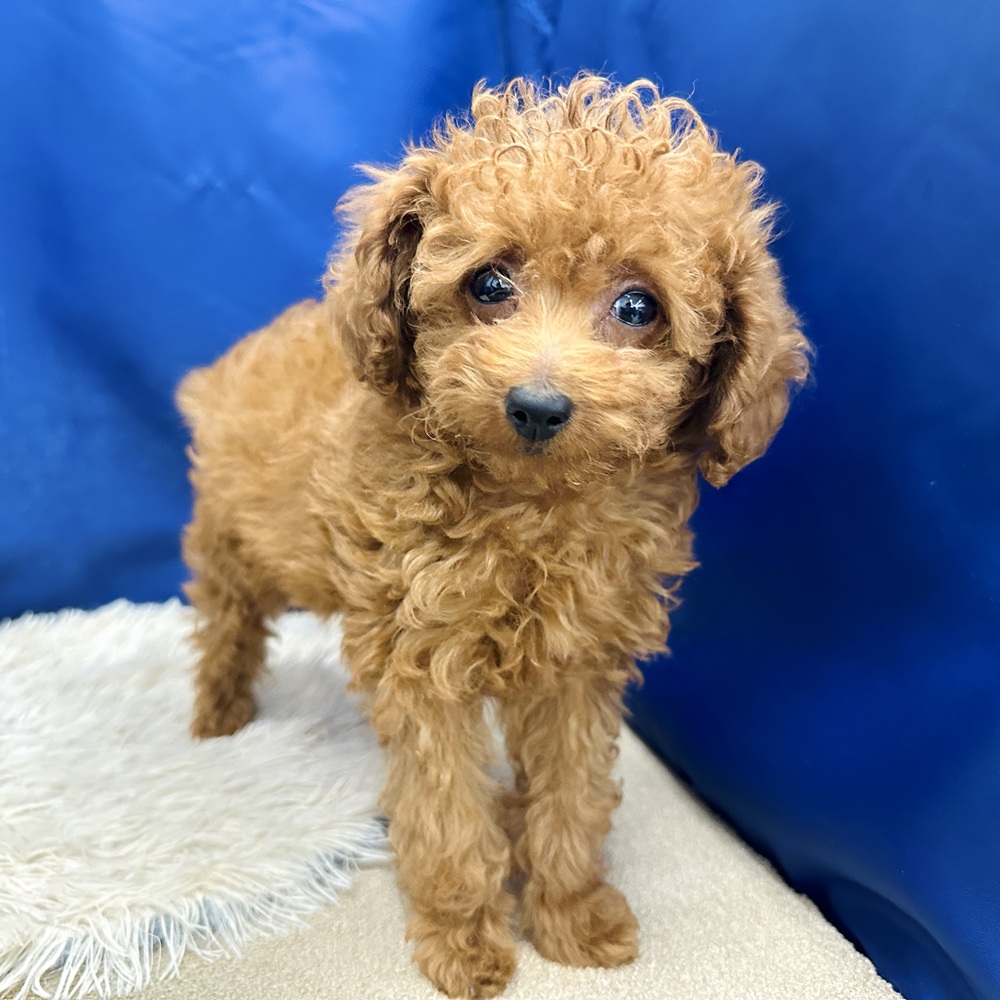 岐阜県のトイプードル(トイ) (犬の家＆猫の里中津川店/2025年12月30日生まれ/女の子/レッド)の子犬の3枚目の画像