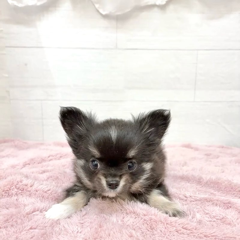 愛知県のチワワ(ロング) (犬の家＆猫の里碧南店/2026年1月12日生まれ/男の子/ブラックタンホワイト)の子犬の3枚目の画像