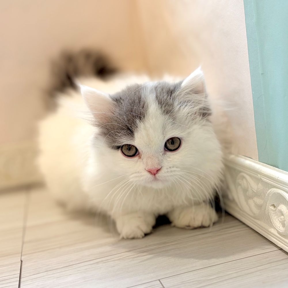 愛知県のミヌエット (犬の家＆猫の里春日井本店/2025年12月25日生まれ/女の子/ブルータビーホワイトバン)の子猫の3枚目の画像