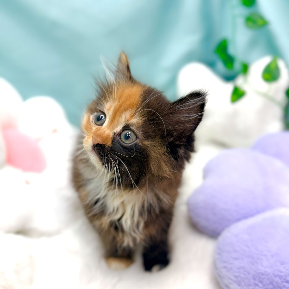 愛知県のサイベリアン (犬の家＆猫の里愛知刈谷店/2026年1月13日生まれ/女の子/ブラウンパッチドタビーホワイト)の子猫の3枚目の画像