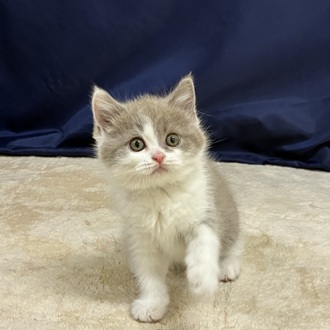 愛知県のブリティッシュショートヘアー (犬の家＆猫の里一宮店/2026年1月12日生まれ/男の子/ライラックホワイト)の子猫の3枚目の画像