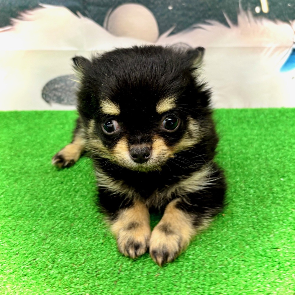 愛知県のチワワ(ロング) (犬の家＆猫の里名古屋天白店/2026年1月11日生まれ/男の子/ブラックタン)の子犬の3枚目の画像