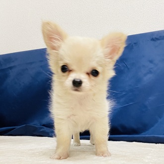 愛知県のチワワ(ロング) (犬の家＆猫の里一宮店/2026年1月11日生まれ/女の子/クリームホワイト)の子犬の3枚目の画像