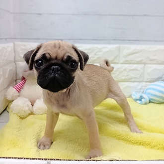 静岡県のパグ (犬の家＆猫の里アミーゴ浜松和田店/2026年1月13日生まれ/男の子/フォーン)の子犬の3枚目の画像