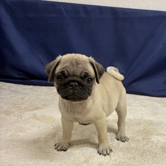 愛知県のパグ (犬の家＆猫の里一宮店/2026年1月13日生まれ/男の子/フォーン)の子犬の3枚目の画像