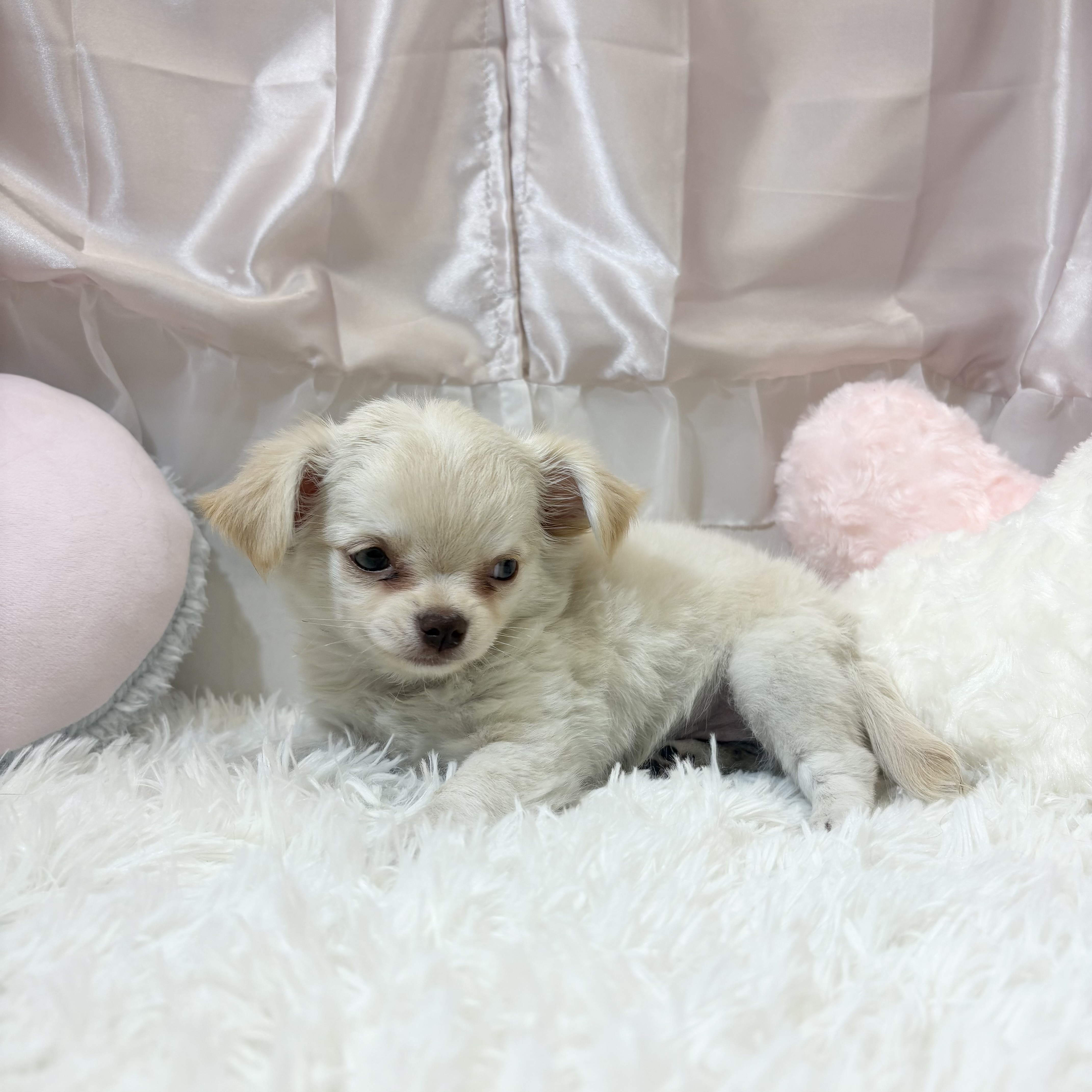 兵庫県のチワワ(ロング) (犬の家＆猫の里カナート西神戸店/2026年1月13日生まれ/女の子/クリームホワイト)の子犬の3枚目の画像