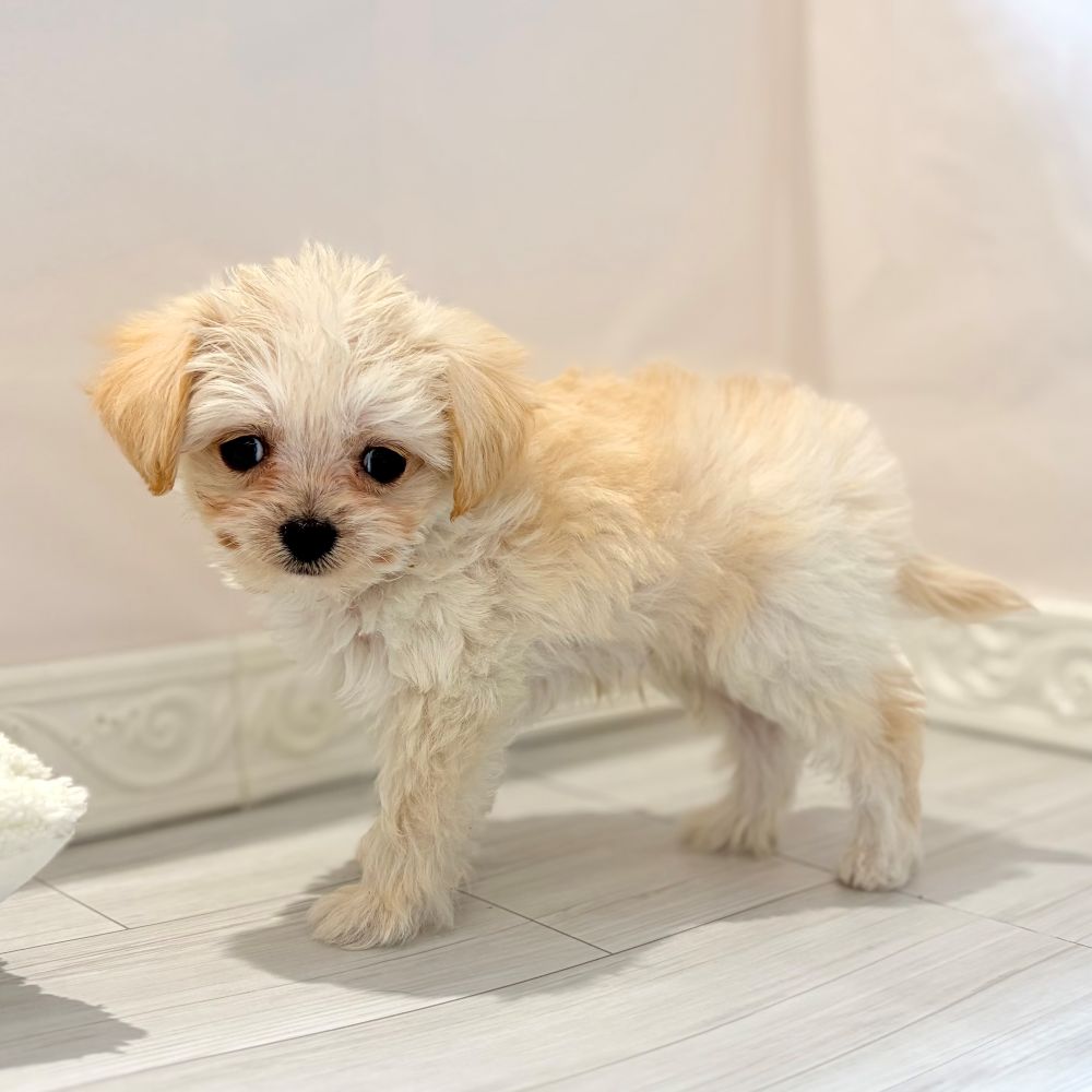 愛知県のチワプー/プーチー(チワワ×プードル) (犬の家＆猫の里春日井本店/2026年1月14日生まれ/男の子/クリーム)の子犬の3枚目の画像