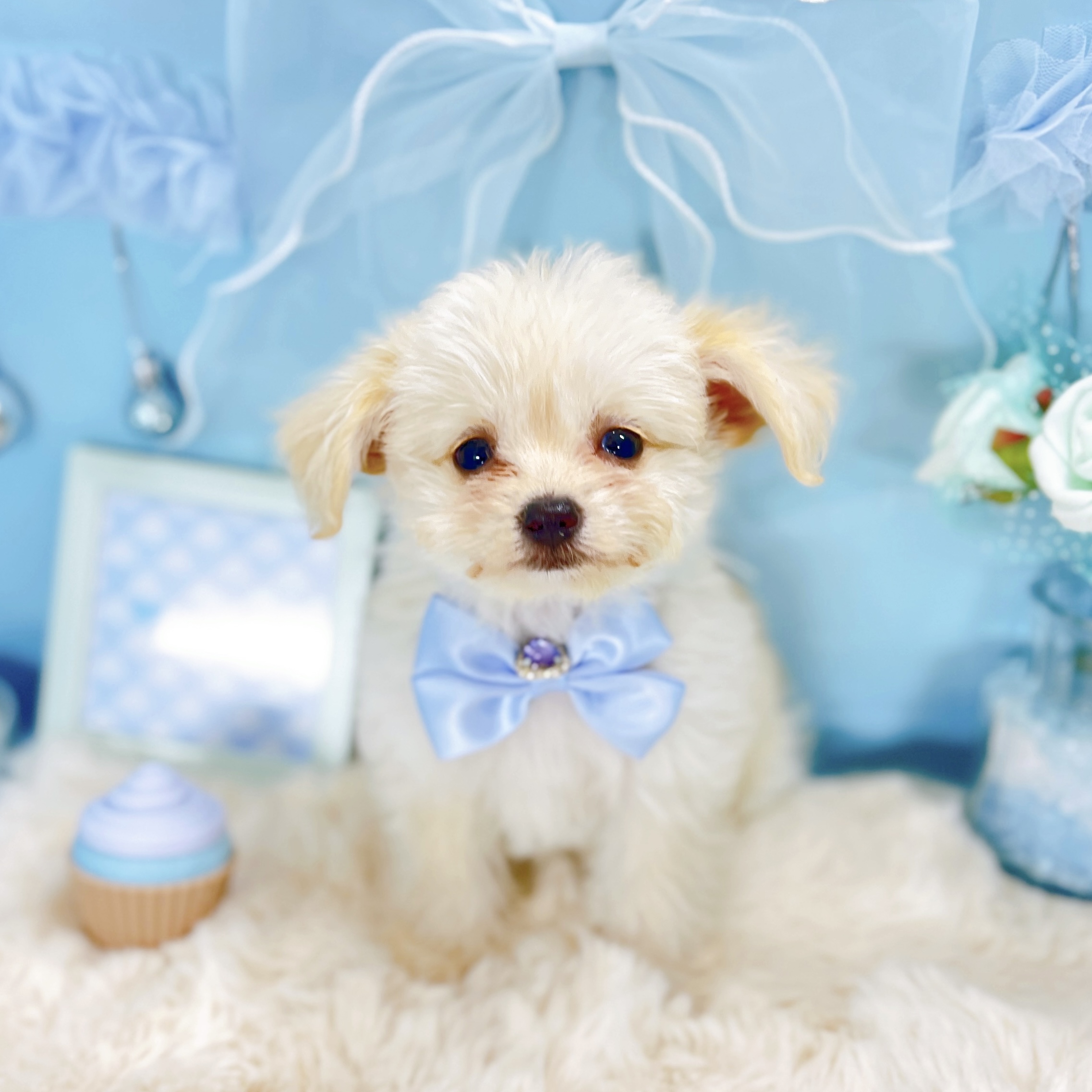 福井県のチワプー/プーチー(チワワ×プードル) (犬の家＆猫の里アミーゴ福井大和田店/2026年1月14日生まれ/男の子/クリーム)の子犬の3枚目の画像