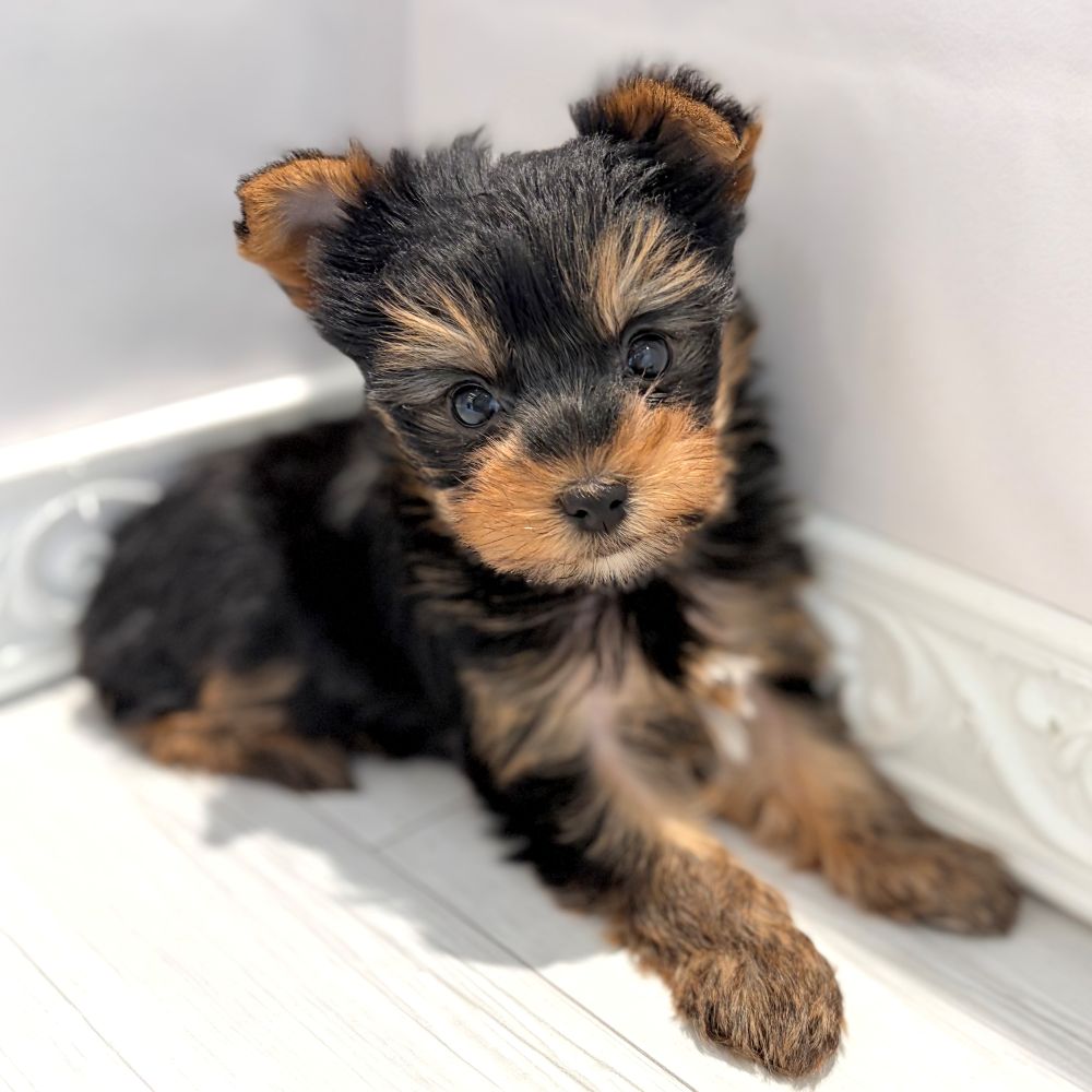 愛知県のヨークシャーテリア (犬の家＆猫の里春日井本店/2026年1月13日生まれ/女の子/スチールブルータン)の子犬の3枚目の画像