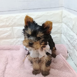 静岡県のヨークシャーテリア (犬の家＆猫の里アミーゴ浜松和田店/2026年1月13日生まれ/女の子/スチールブルータン)の子犬の3枚目の画像