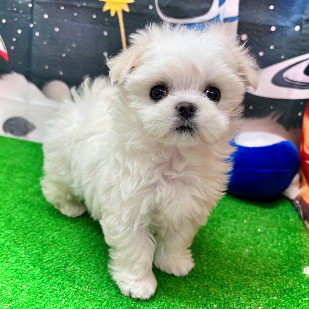 マルチーズ女の子の写真