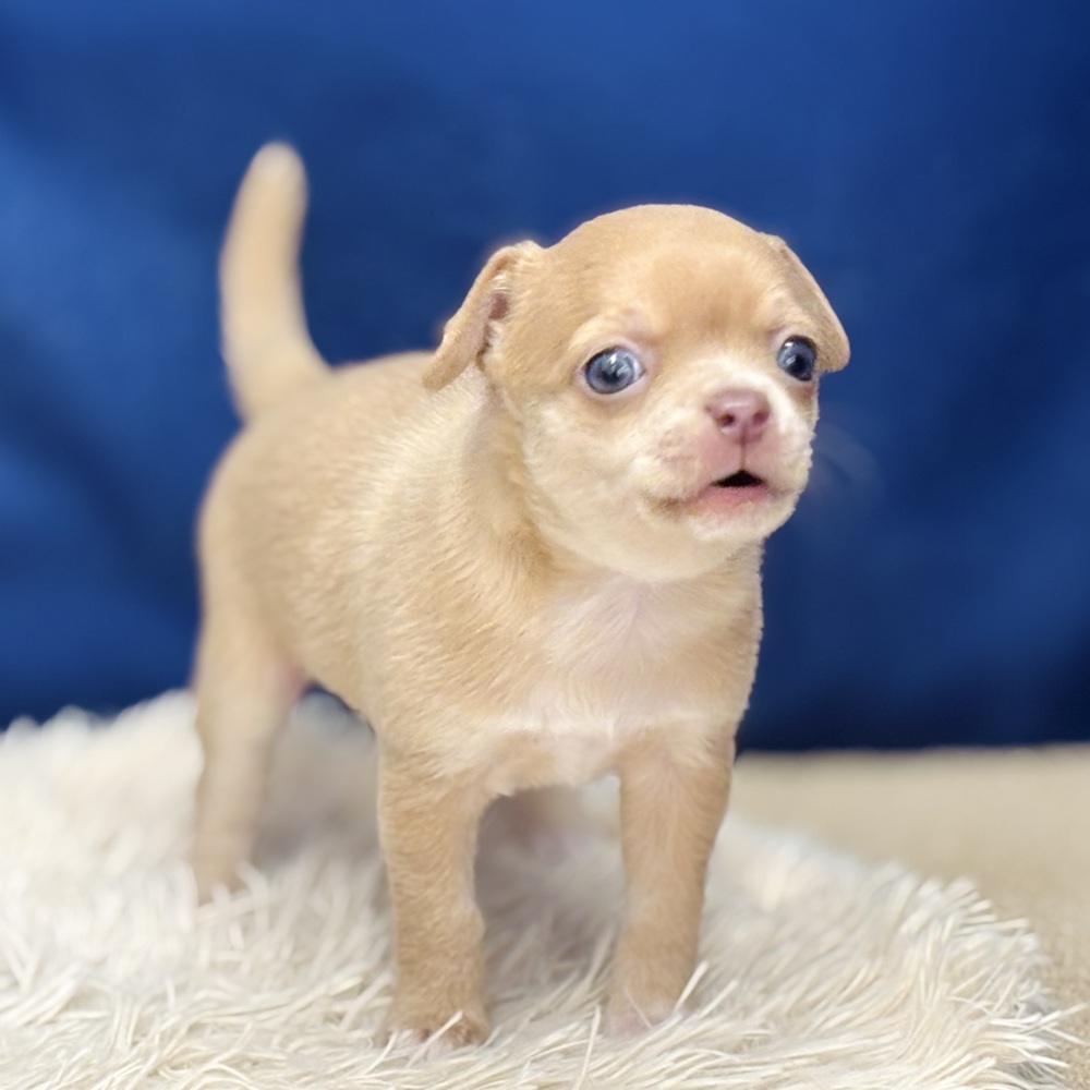 岐阜県のチワワ(スムース) (犬の家＆猫の里中津川店/2026年1月13日生まれ/女の子/イザベラフォーンホワイト)の子犬の3枚目の画像