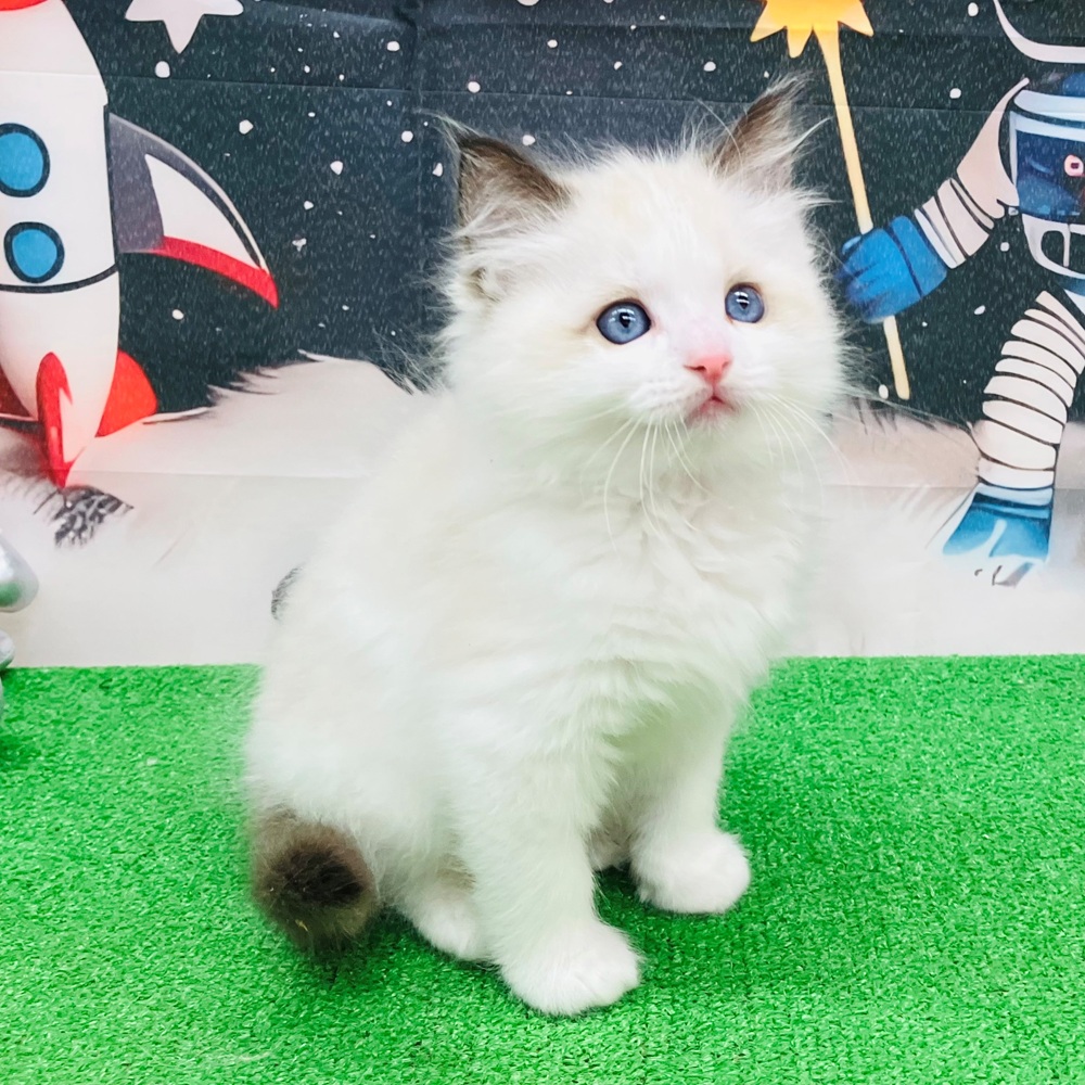 愛知県のラグドール (犬の家＆猫の里名古屋天白店/2026年1月14日生まれ/男の子/シールポイントバイカラー)の子猫の3枚目の画像