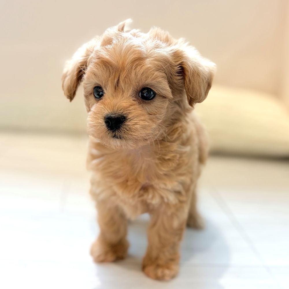 愛知県のチワプー/プーチー(チワワ×プードル) (犬の家＆猫の里春日井本店/2026年1月13日生まれ/男の子/アプリコット)の子犬の3枚目の画像