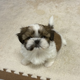 愛知県のシーズー (犬の家＆猫の里一宮店/2026年1月14日生まれ/女の子/ホワイトゴールド)の子犬の3枚目の画像