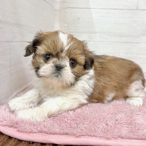 愛知県のシーズー (犬の家＆猫の里碧南店/2026年1月12日生まれ/女の子/ホワイトゴールド)の子犬の3枚目の画像