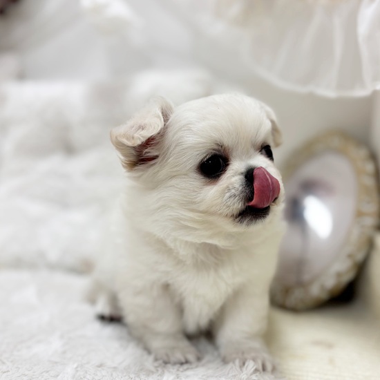 岐阜県のチワペキ/ペキチー/ペキチワ(チワワ×ペキニーズ) (犬の家＆猫の里カラフルタウン岐阜店/2026年1月14日生まれ/男の子/クリーム)の子犬の3枚目の画像