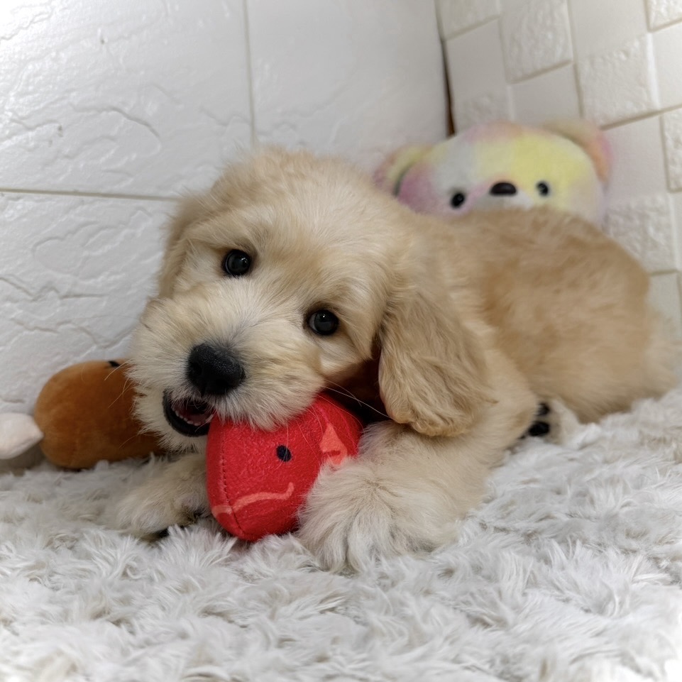 兵庫県のゴールデンドゥードゥル(ゴールデン×プードル) (犬の家＆猫の里ゆめタウン姫路店/2026年1月13日生まれ/女の子/ゴールデン)の子犬の3枚目の画像