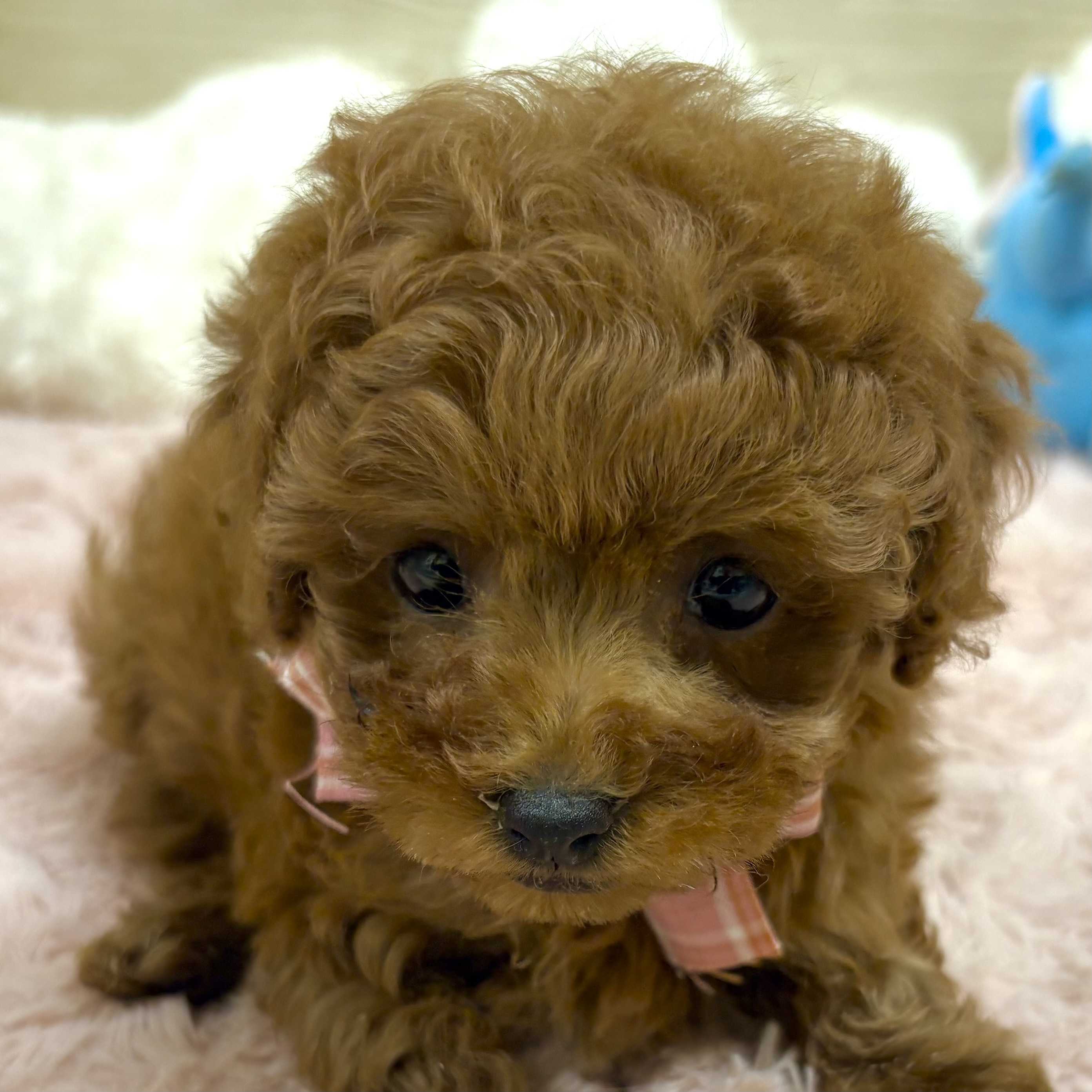 トイプードル女の子の写真