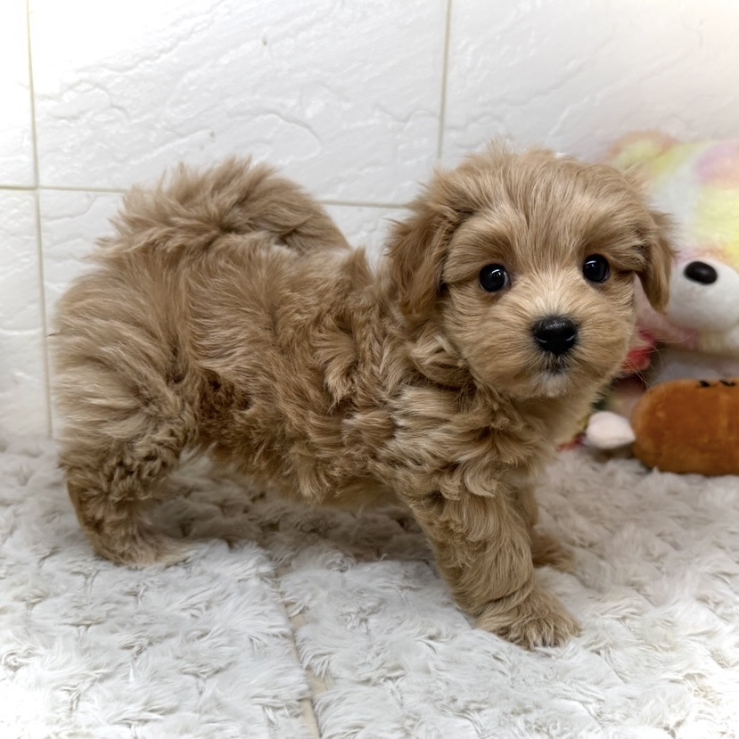 兵庫県のマルプー(マルチーズ×プードル) (犬の家＆猫の里ゆめタウン姫路店/2026年1月14日生まれ/女の子/クリーム)の子犬の3枚目の画像