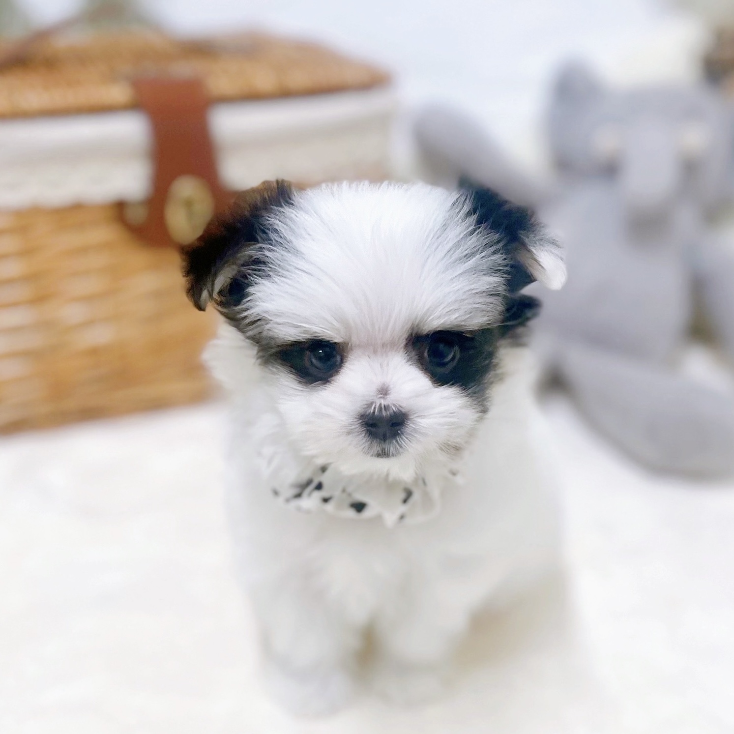 滋賀県のチワマル/マルチワ(チワワ×マルチーズ) (犬の家＆猫の里近江八幡店/2026年1月15日生まれ/女の子/ホワイトブラック)の子犬の3枚目の画像