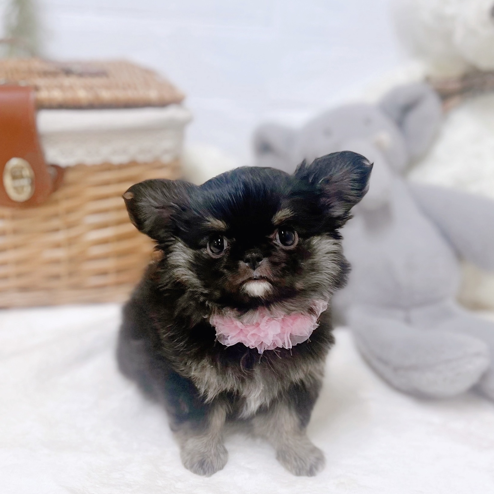 滋賀県のチワワ(ロング) (犬の家＆猫の里近江八幡店/2026年1月12日生まれ/女の子/ブラックタン)の子犬の3枚目の画像