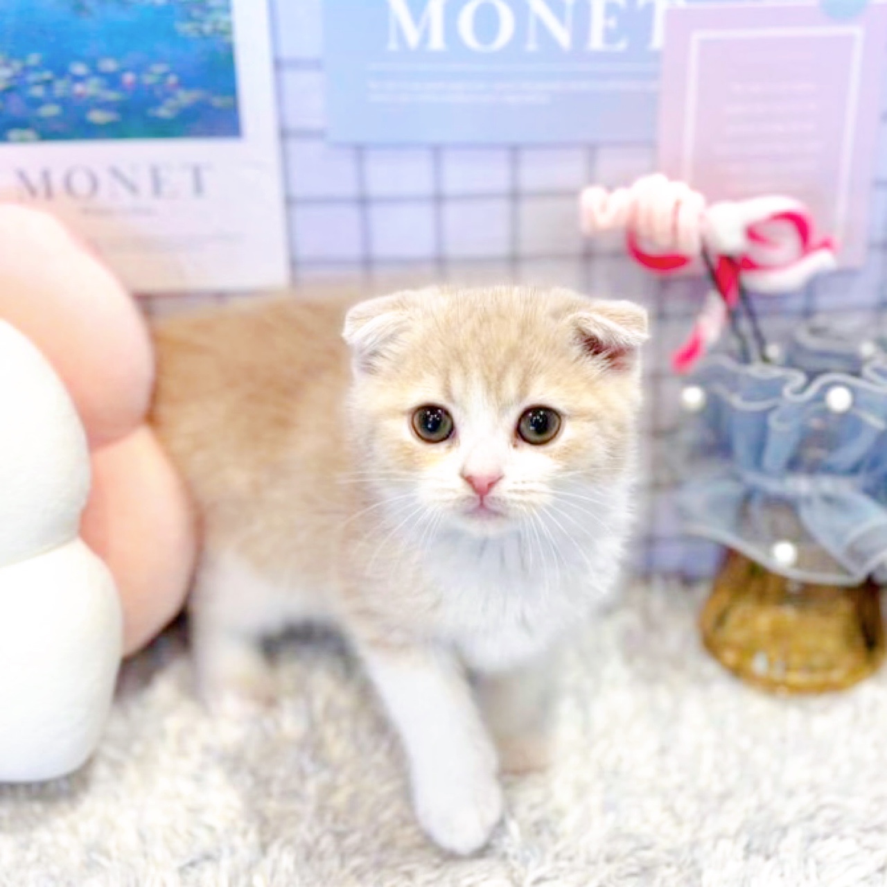 福井県のスコティッシュフォールド (犬の家＆猫の里アミーゴ福井店/2026年1月9日生まれ/男の子/クリームタビーホワイト)の子猫の3枚目の画像