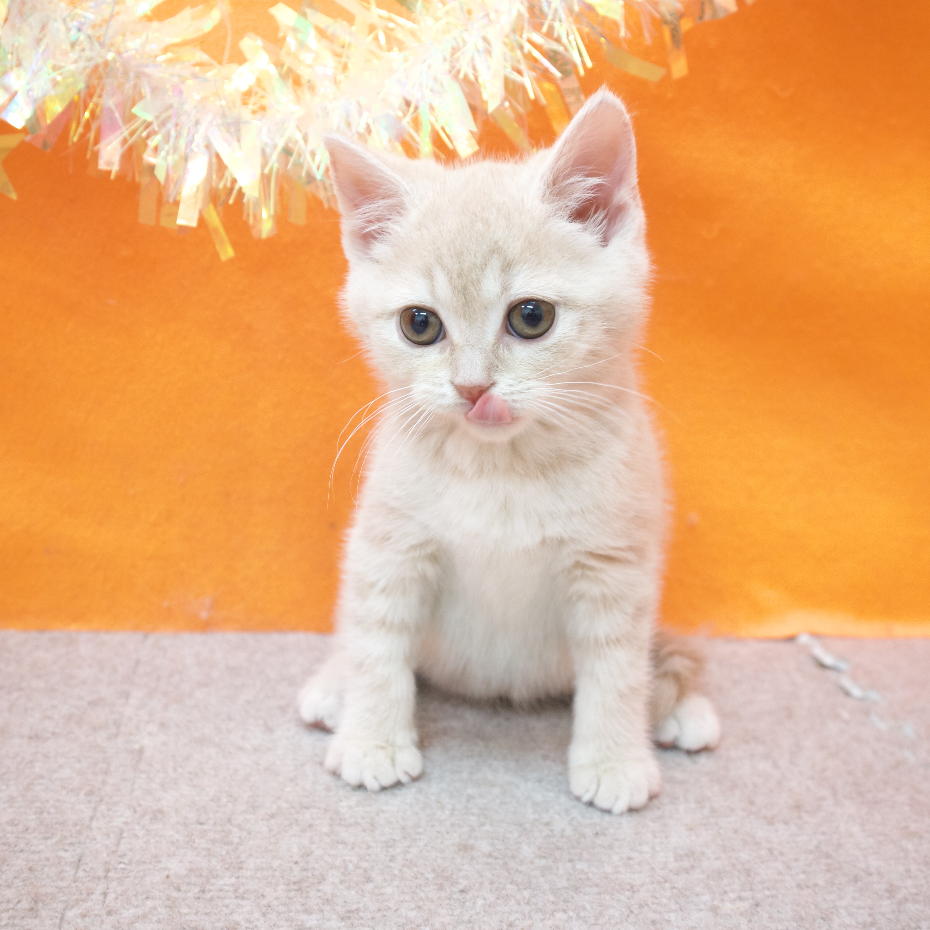 大阪府のスコティッシュストレート (犬の家＆猫の里吹田店/2026年1月9日生まれ/男の子/クリームタビー)の子猫の3枚目の画像