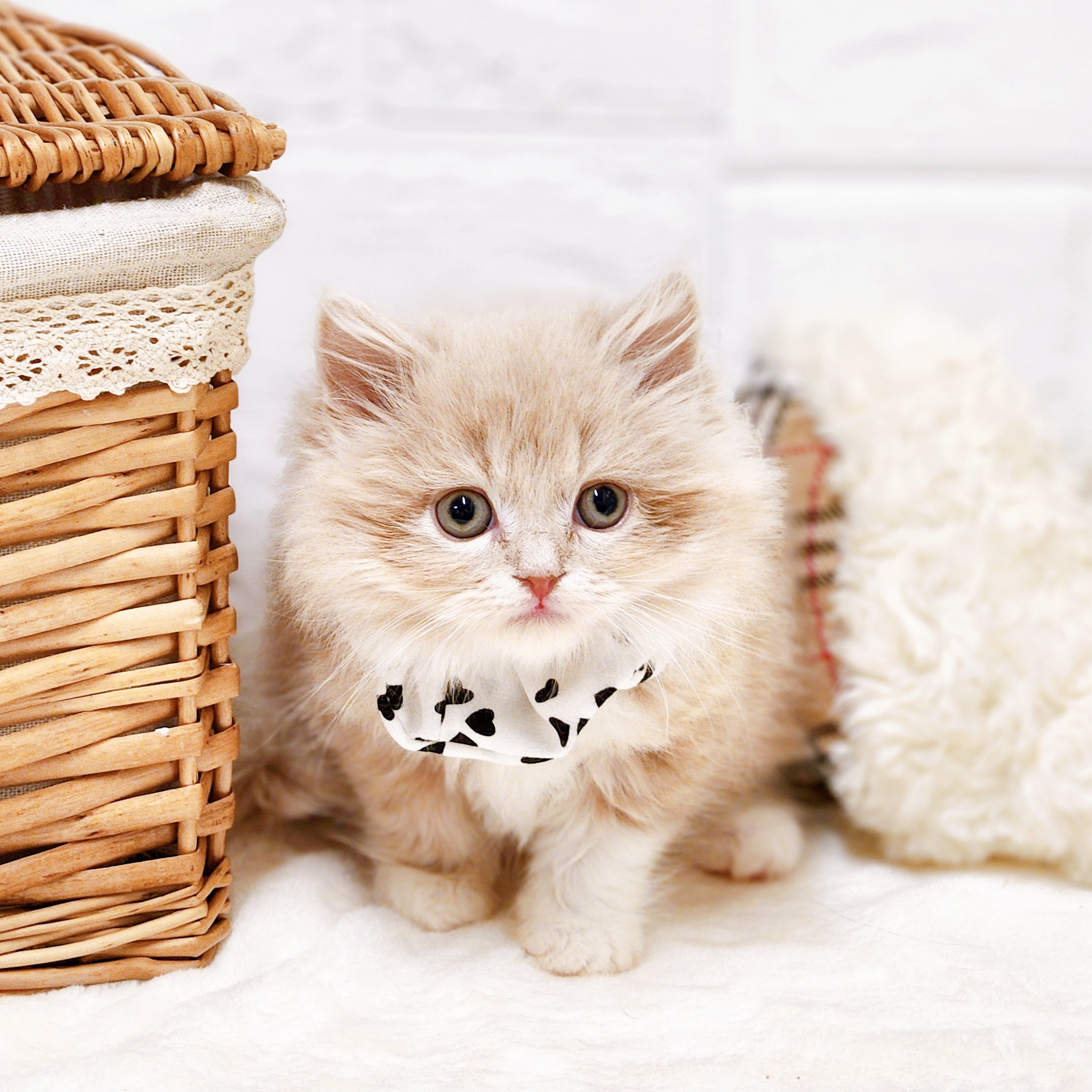 滋賀県のスコティッシュフォールド (犬の家＆猫の里近江八幡店/2026年1月15日生まれ/男の子/クリームタビーホワイト)の子猫の3枚目の画像