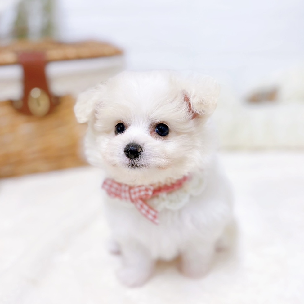 滋賀県のポメビション(ポメラニアン×ビションフリーゼ) (犬の家＆猫の里近江八幡店/2026年1月13日生まれ/女の子/ホワイトクリーム)の子犬の3枚目の画像