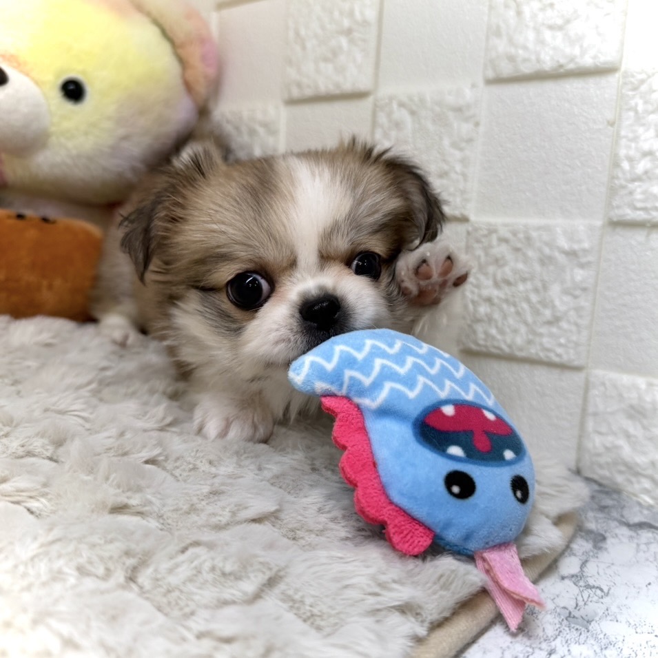 兵庫県のペキシーズー/ペキズー(ペキニーズ×シーズー) (犬の家＆猫の里ゆめタウン姫路店/2026年1月1日生まれ/女の子/フォーンホワイト)の子犬の3枚目の画像