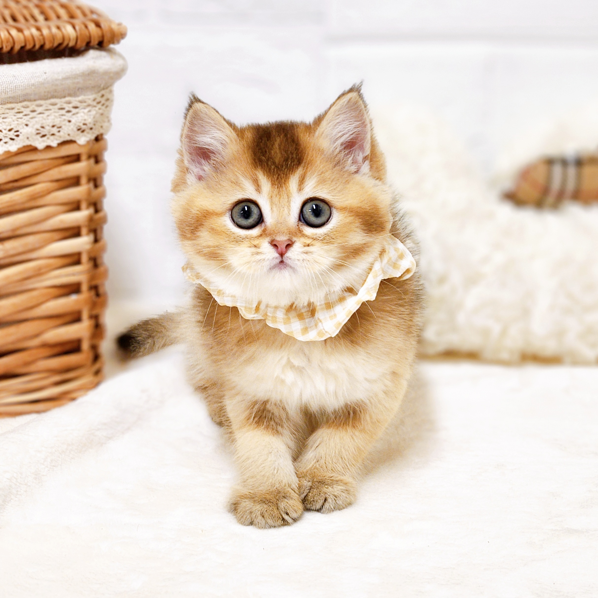 滋賀県のブリティッシュショートヘアー (犬の家＆猫の里近江八幡店/2026年1月14日生まれ/女の子/ブラックゴールデンシェーデット)の子猫の3枚目の画像