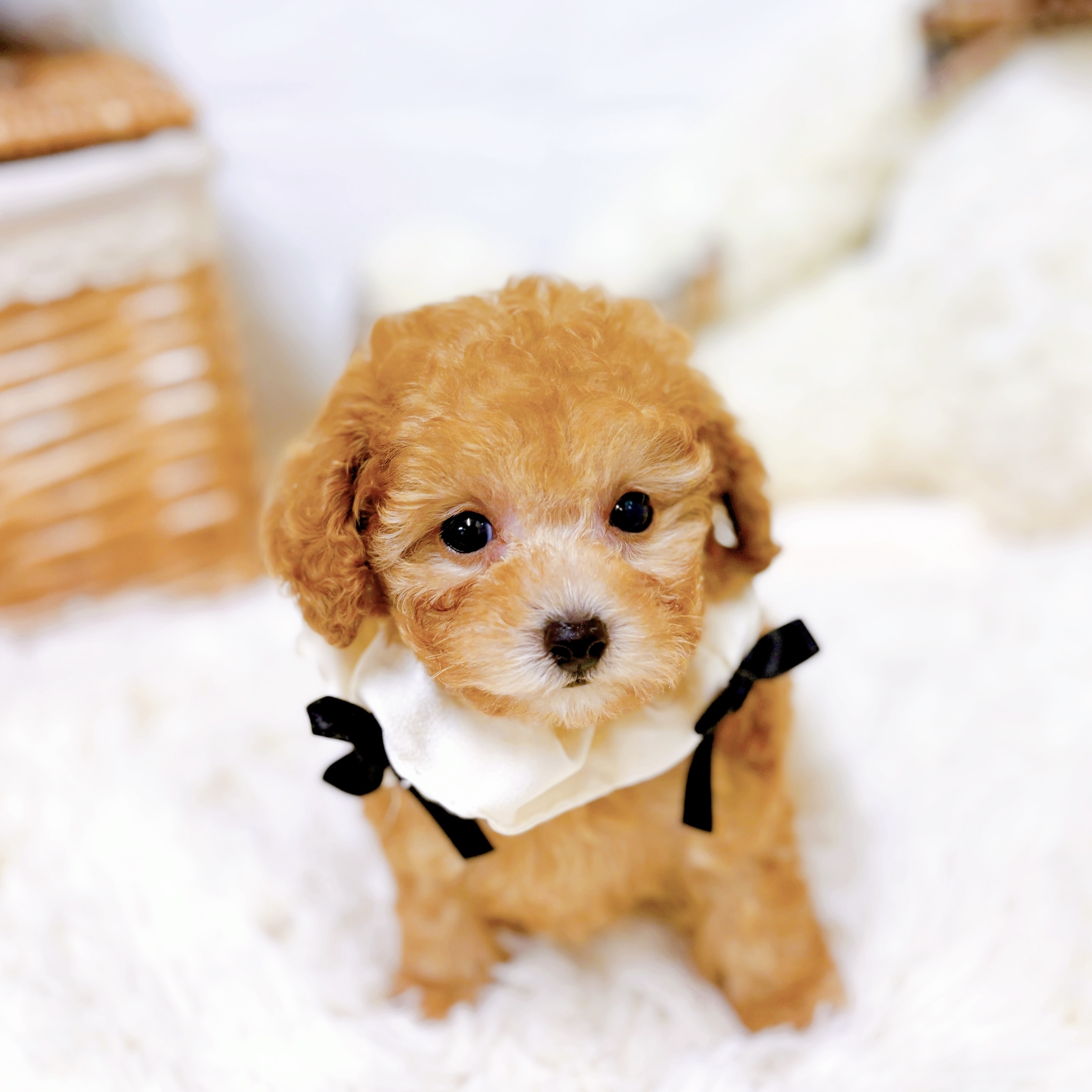 滋賀県のトイプードル(タイニー) (犬の家＆猫の里近江八幡店/2026年1月15日生まれ/女の子/オレンジフォーン)の子犬の3枚目の画像