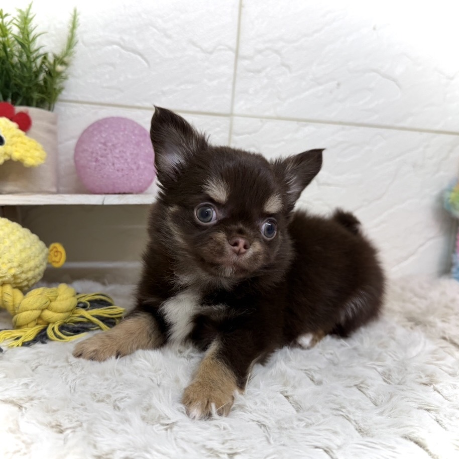 兵庫県のチワワ(ロング) (犬の家＆猫の里ゆめタウン姫路店/2026年1月14日生まれ/男の子/チョコレートクリームホワイト)の子犬の3枚目の画像