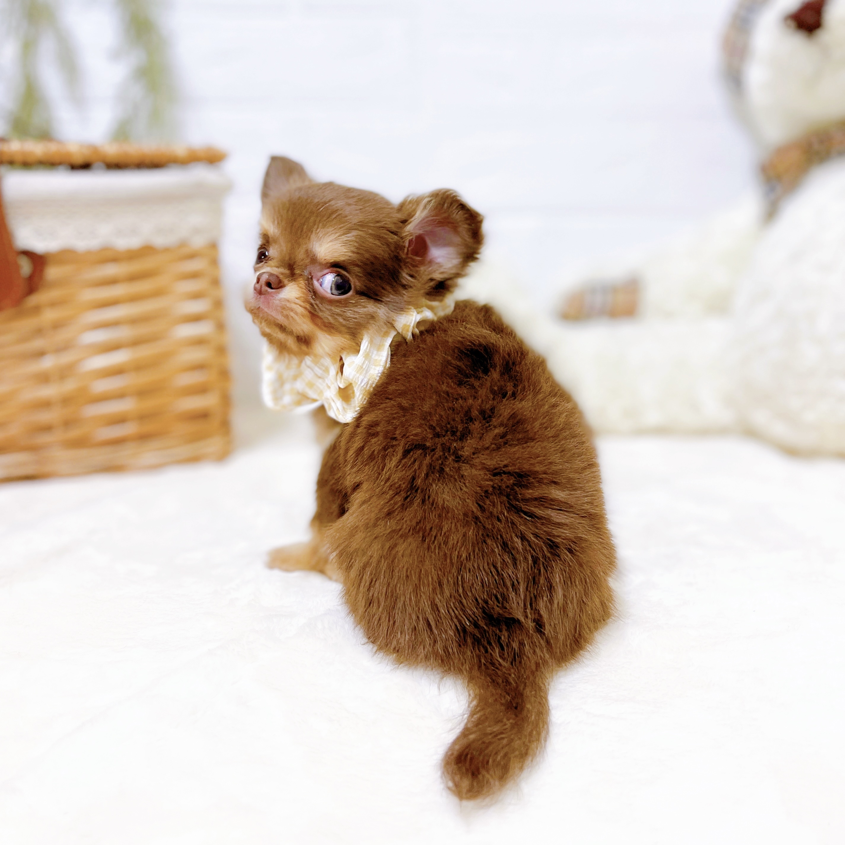 滋賀県のチワワ(ロング) (犬の家＆猫の里近江八幡店/2026年1月15日生まれ/女の子/チョコレートクリーム)の子犬の3枚目の画像