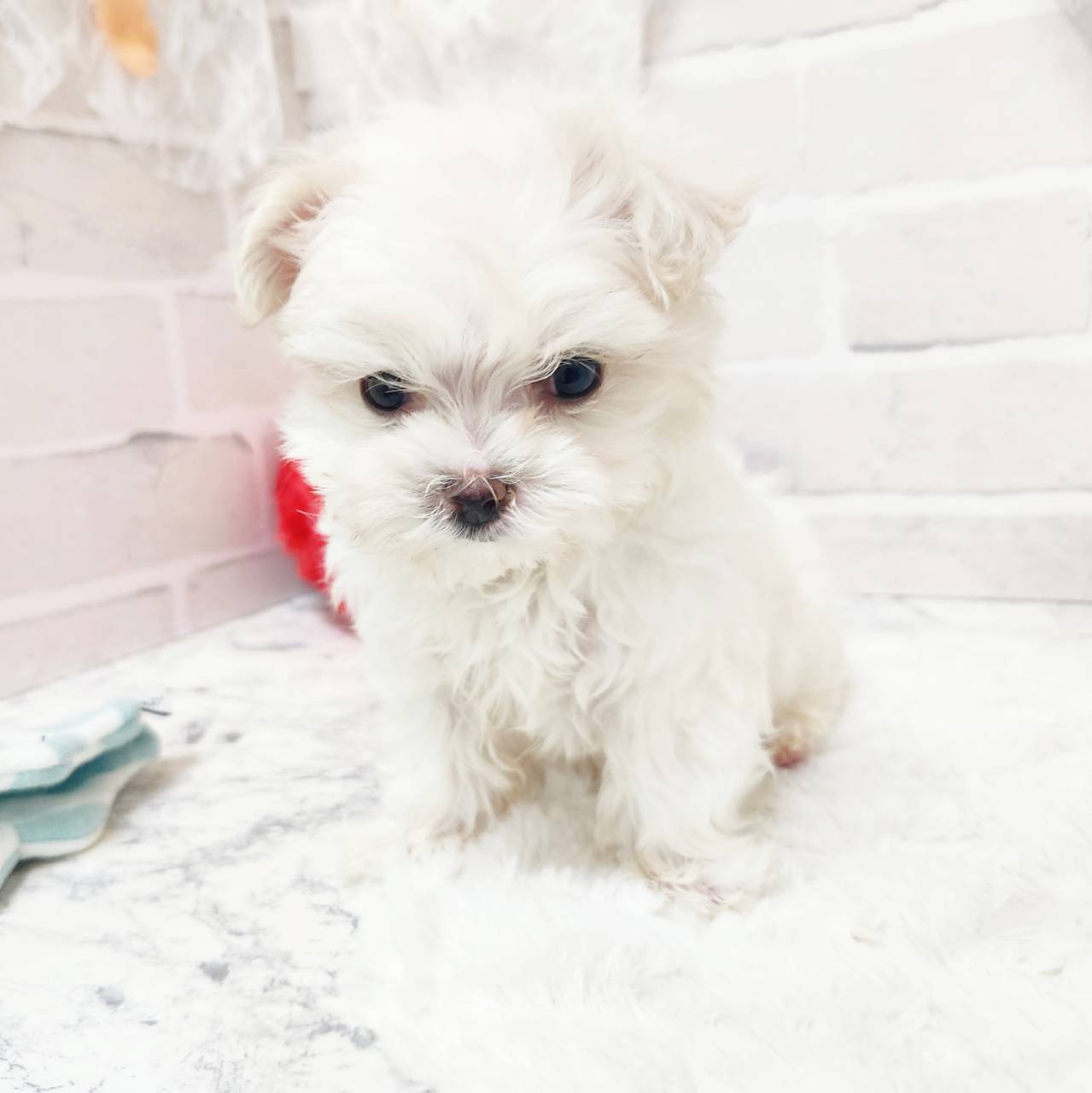 京都府のチワマル/マルチワ(チワワ×マルチーズ) (犬の家＆猫の里京都精華店/2026年1月14日生まれ/男の子/ホワイト)の子犬の3枚目の画像
