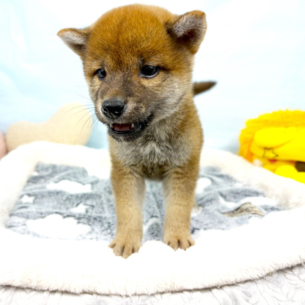 兵庫県の柴犬(標準サイズ) (犬の家＆猫の里川西店/2026年1月15日生まれ/男の子/赤)の子犬の3枚目の画像