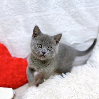 滋賀県のブリティッシュショートヘアー (犬の家＆猫の里長浜店/2026年1月15日生まれ/女の子/ブルー)の子猫の3枚目の画像